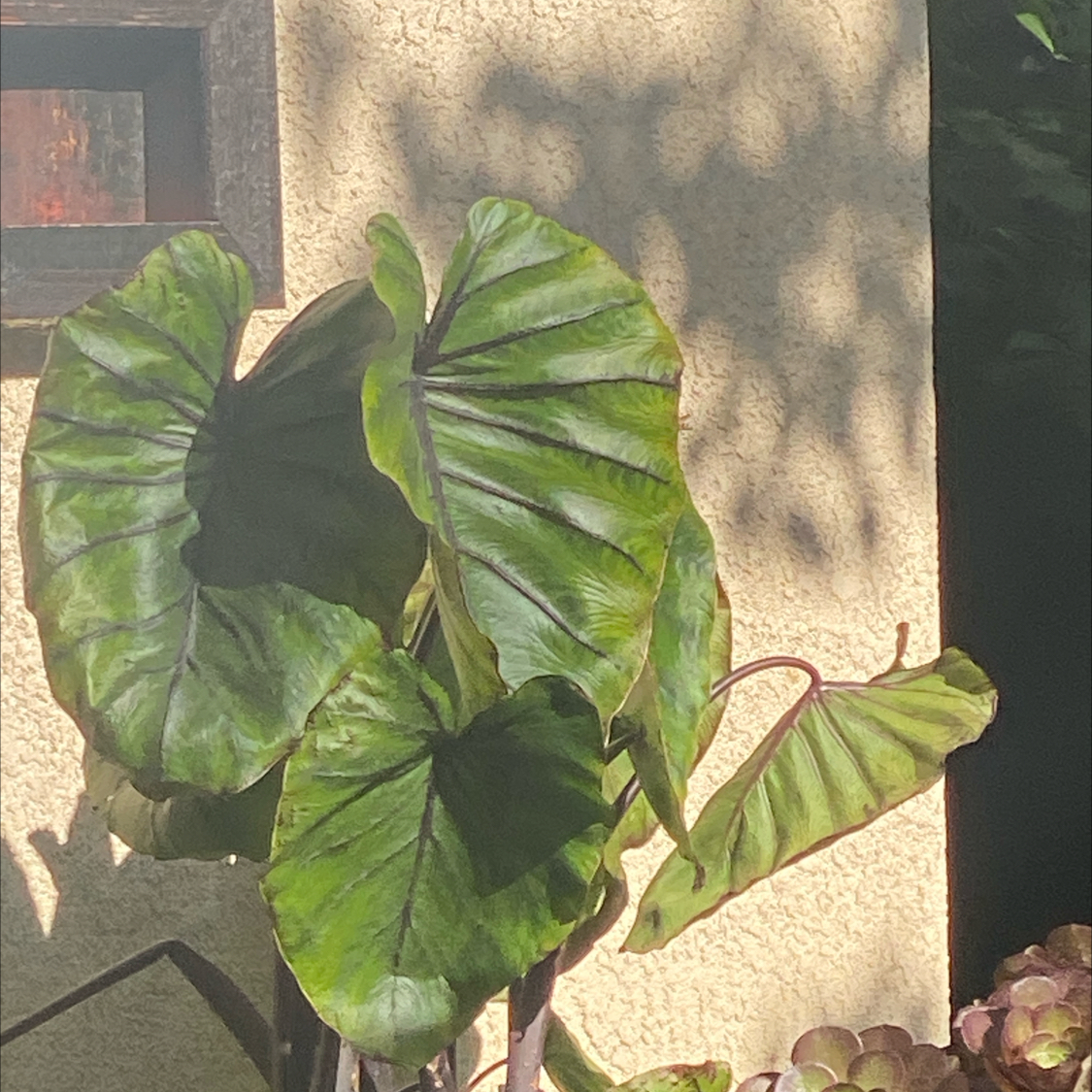 Photo of the plant species Pharaoh Mask by @DrivenCamphor31 named Hatshepsut on Greg, the plant care app
