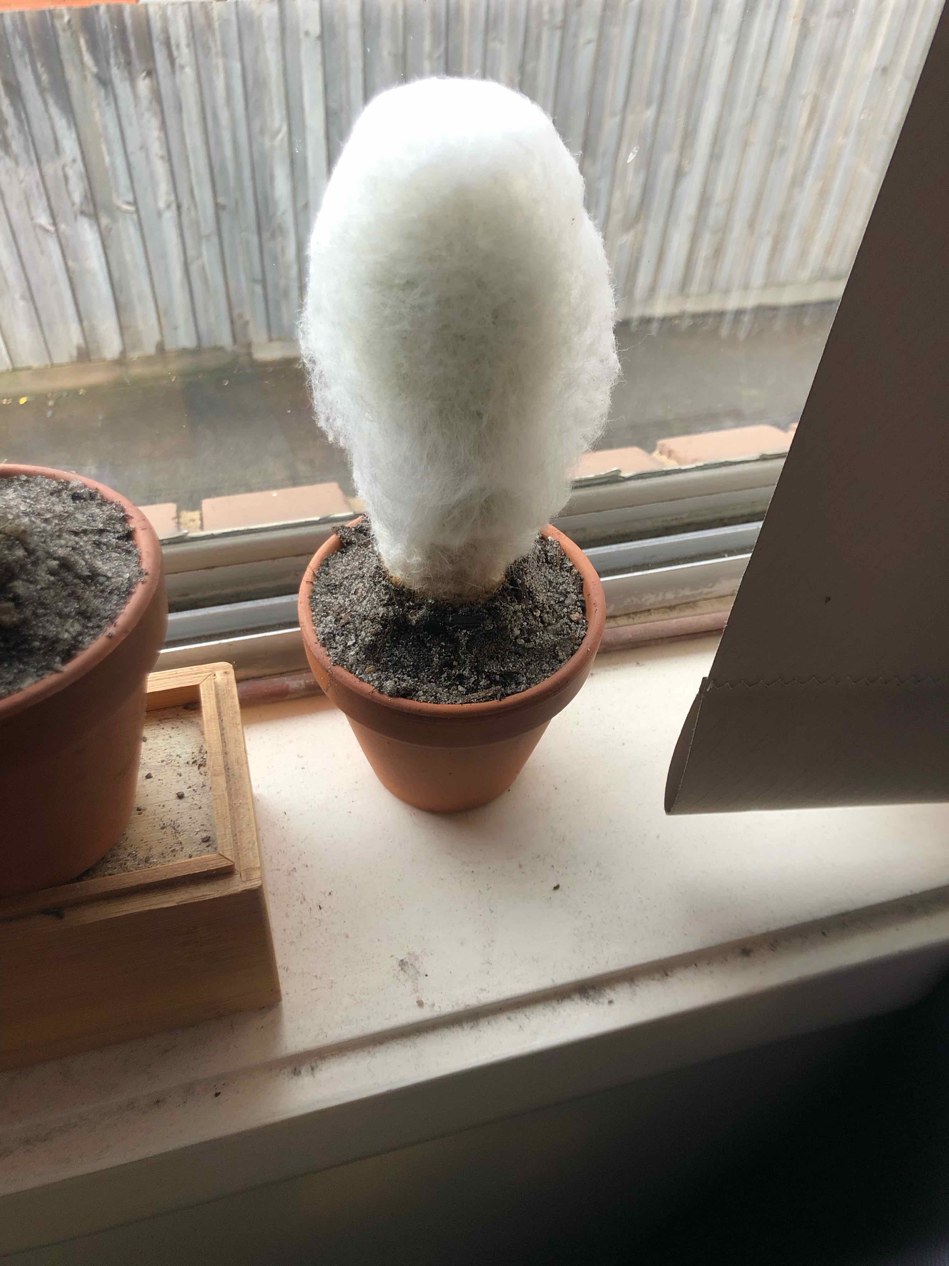 Peruvian Old Lady Cactus in a terracotta pot on a windowsill.