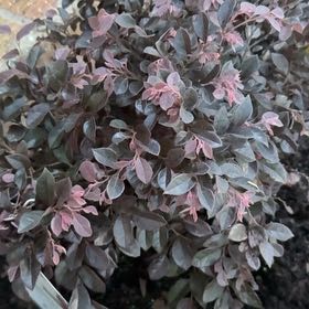 Photo of the plant species Dwarf Loropetalum by @MajorHoyajade named Michelle Branch on Greg, the plant care app