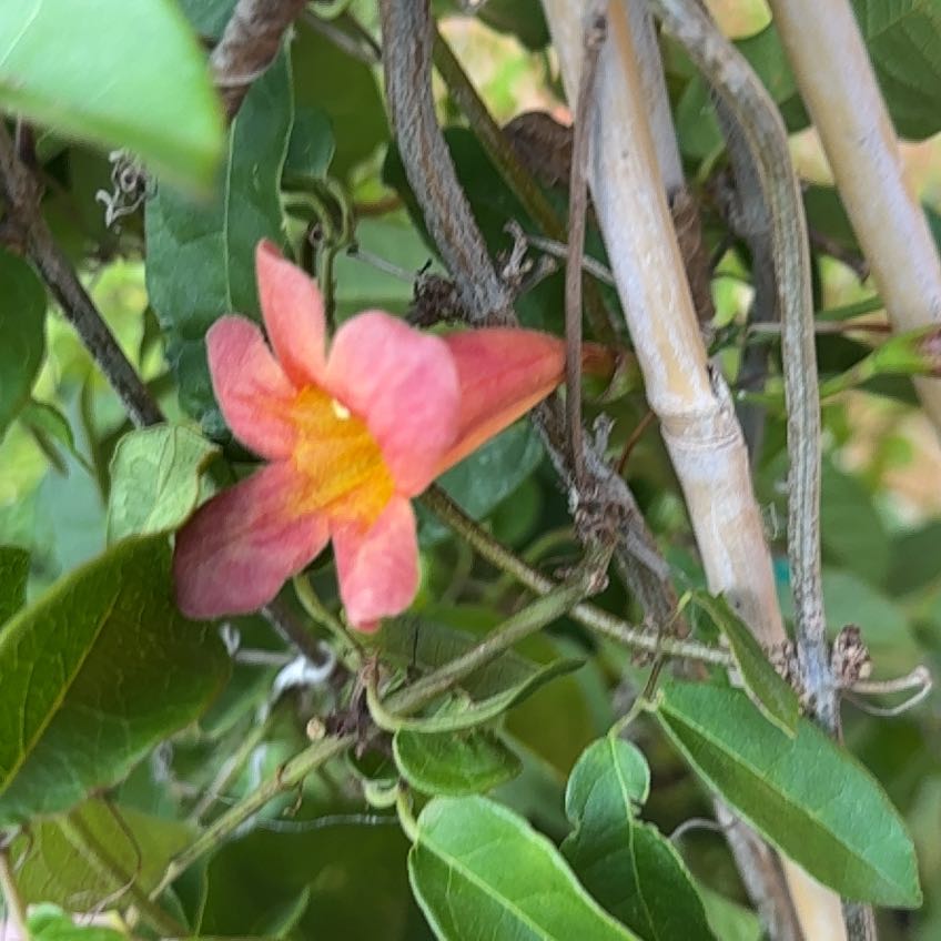 Photo of the plant species Crossvine 'Tangerine Beauty' by @MajorHoyajade named Luna on Greg, the plant care app