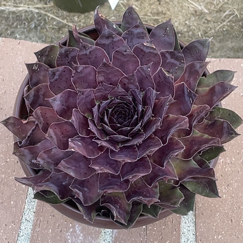 Photo of the plant species Assorted Hens and Chicks by @VipKudulily90 named Luna on Greg, the plant care app