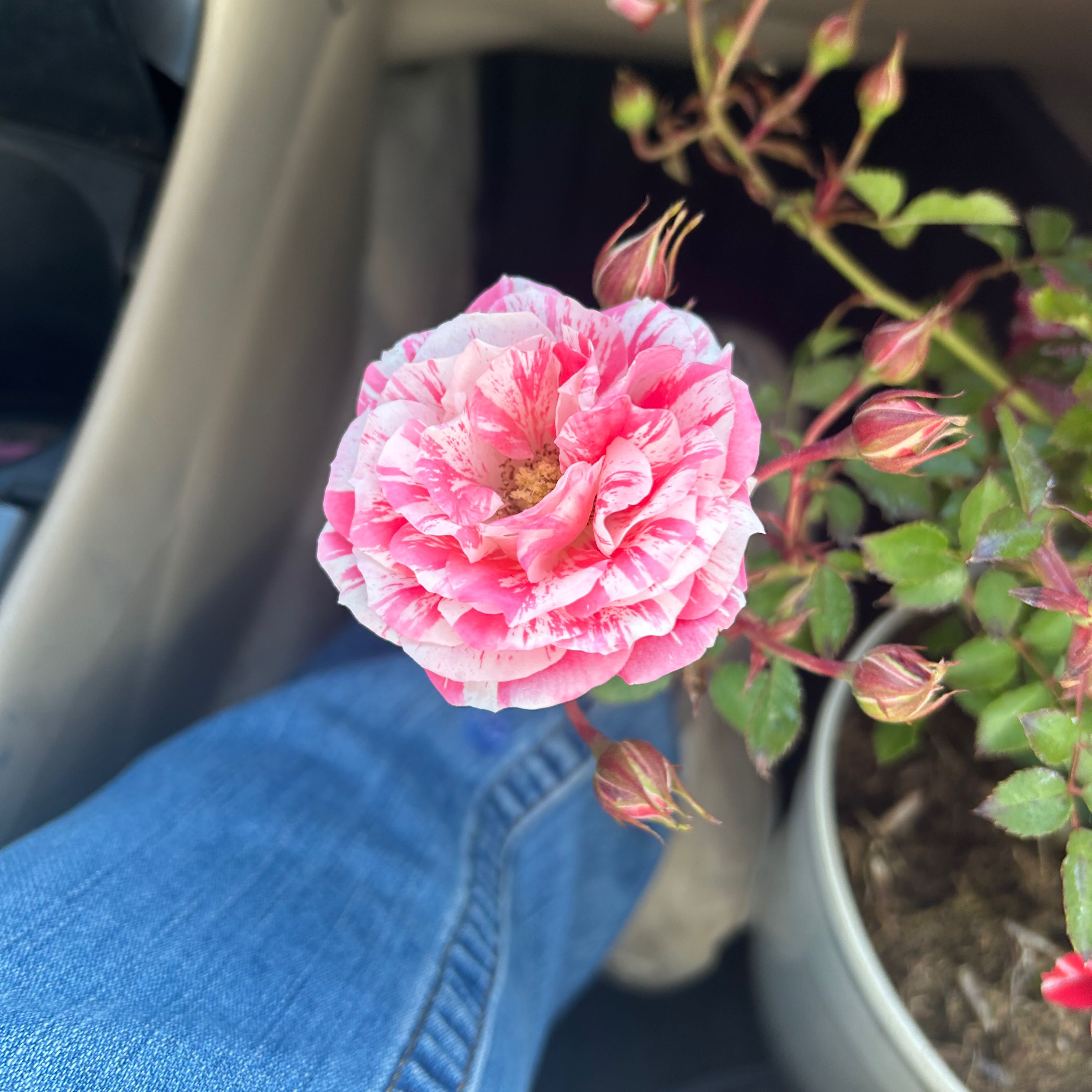 Photo of the plant species Rose by @TolerantCobnut named Tupot amaroot on Greg, the plant care app