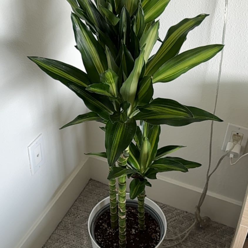 Photo of the plant species Dracaena Cintho by @StoriedOkra83 named Walt on Greg, the plant care app