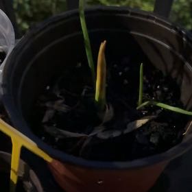 Photo of the plant species Hyacinth by @PolishedFeijoa named Rosa on Greg, the plant care app