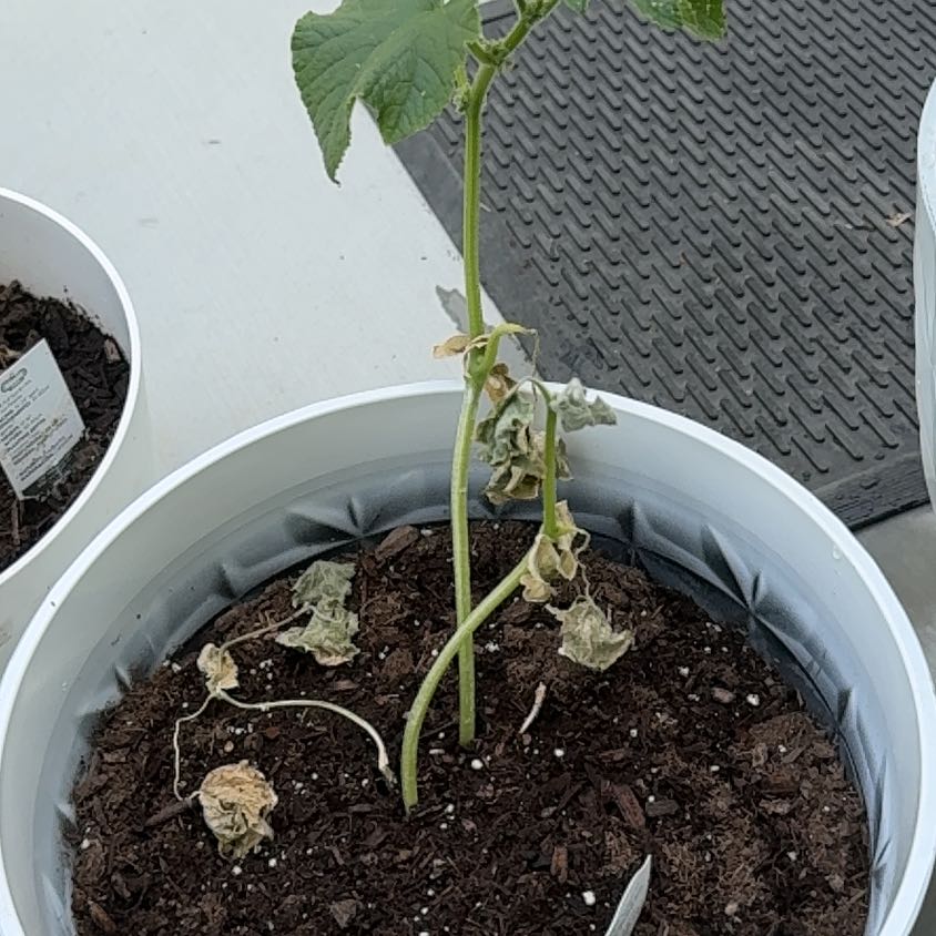 Photo of the plant species Cucumber Burpless Bush Hybrid by @QuickWeed81 named Fernie Saunders on Greg, the plant care app