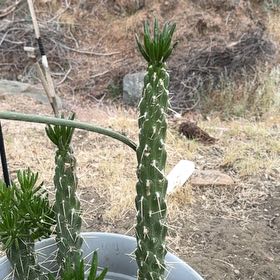 Photo of the plant species Snake Cholla by @SisterEagleclaw named Leonardo on Greg, the plant care app