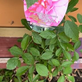 Photo of the plant species Smooth Rose by @CozySharontulip named Austen on Greg, the plant care app