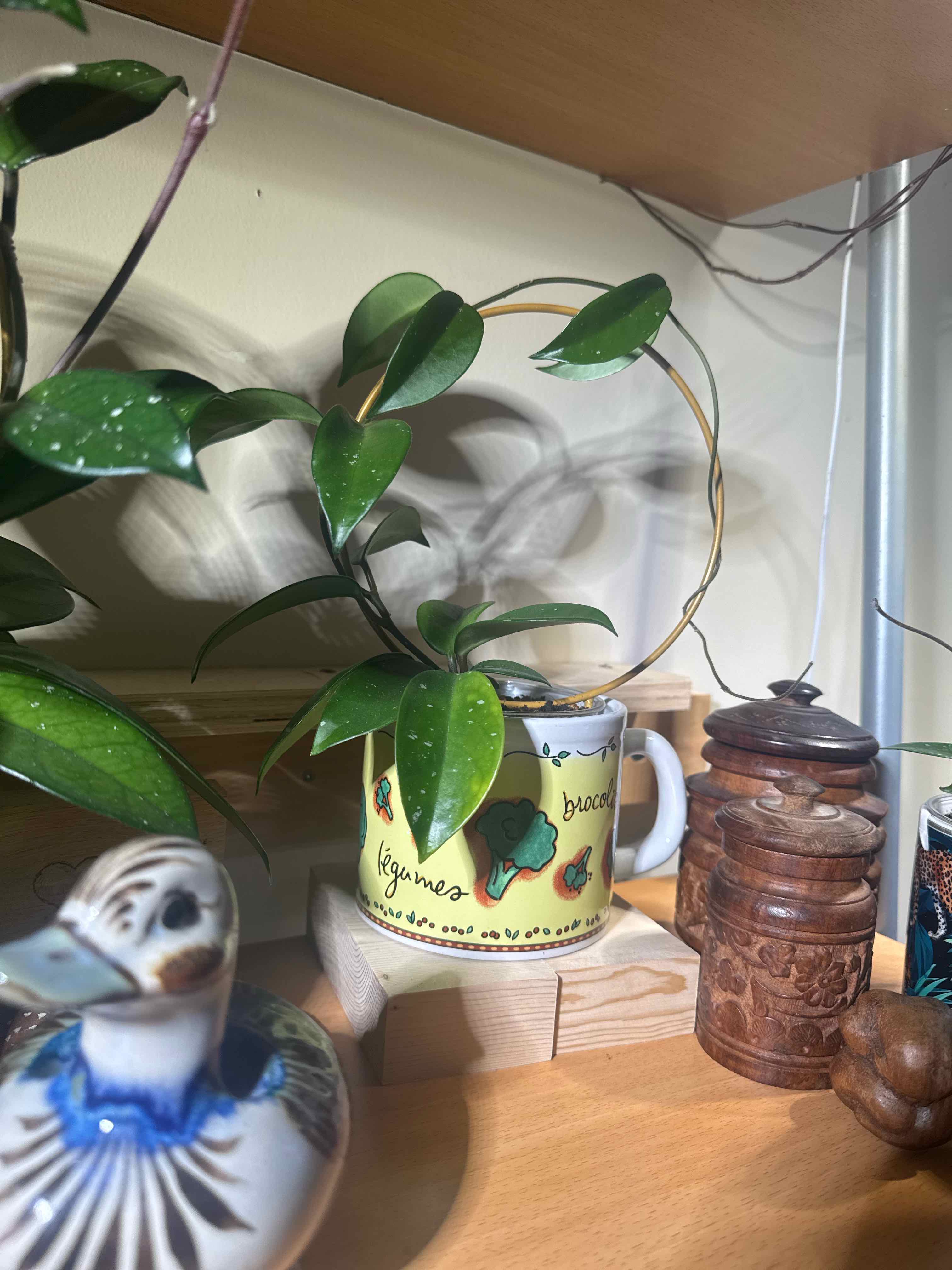 Photo of the plant species Hoya Jade by @Louisxvi named Diane on Greg, the plant care app