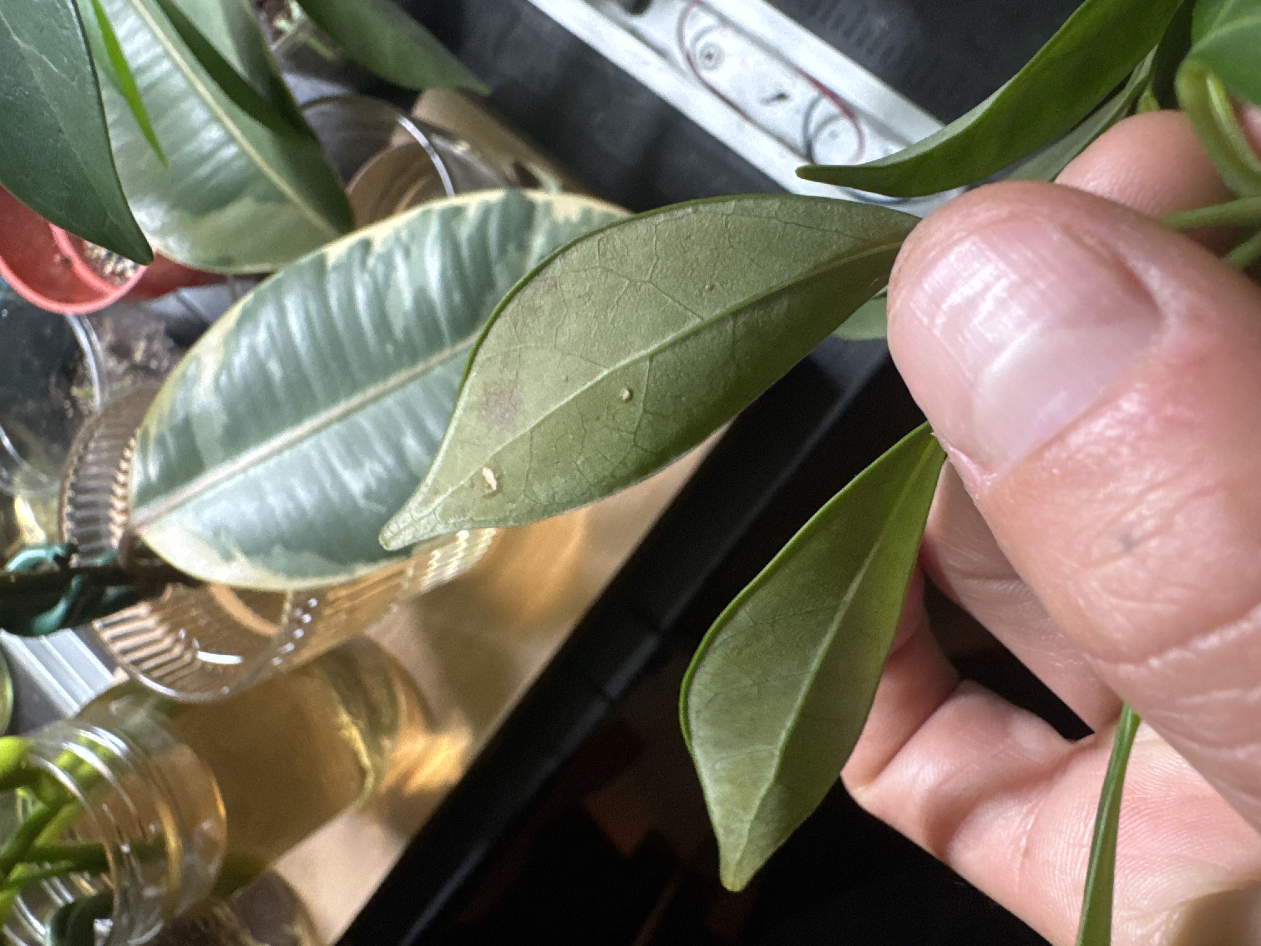 Pests? On propogation of umbrella tree?