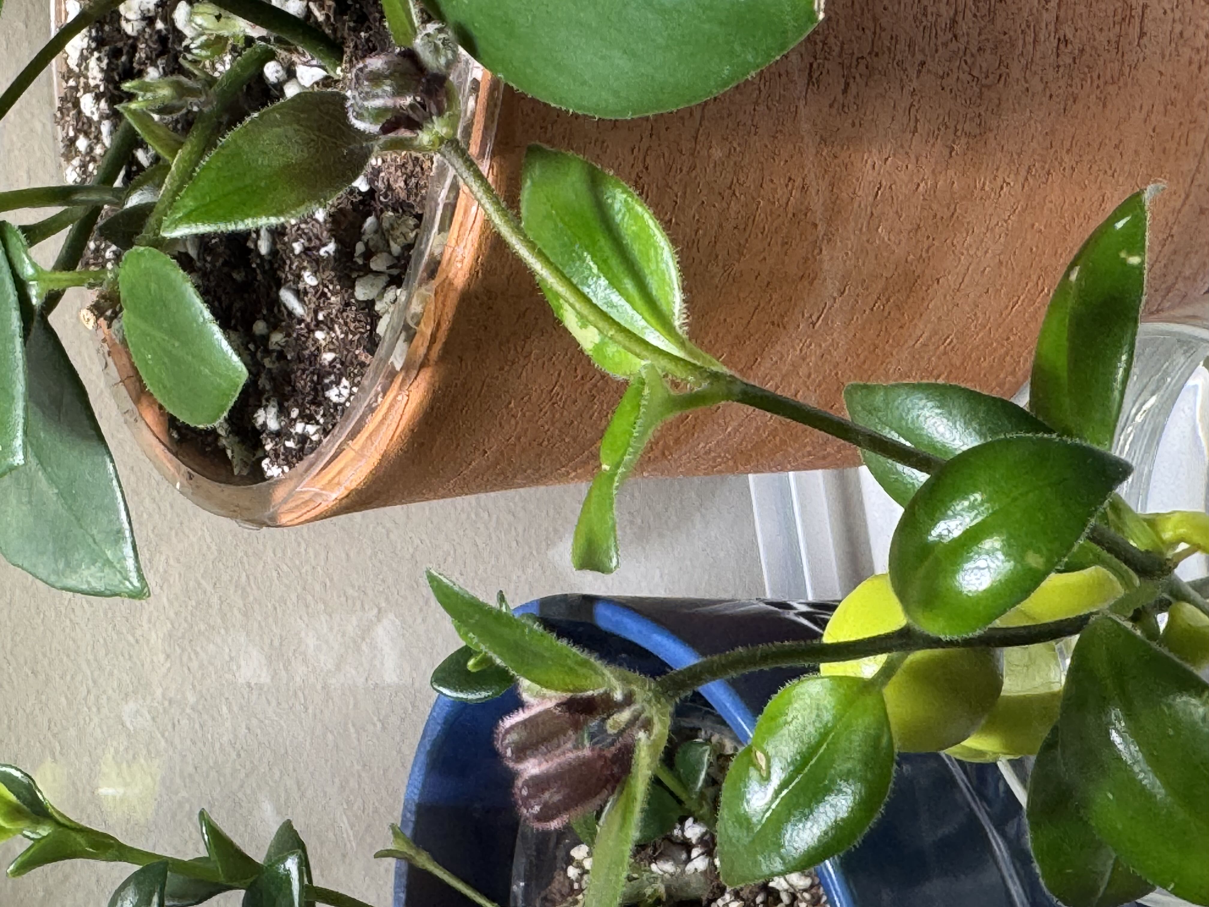 Photo from the post