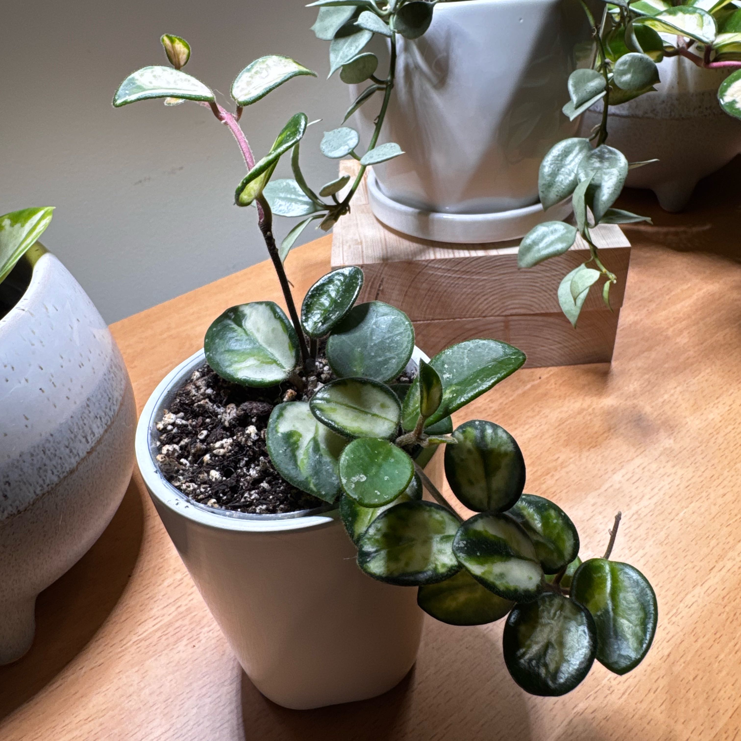 Photo of the plant species Mathilde Variegated Hoya by @Louisxvi named Gully on Greg, the plant care app