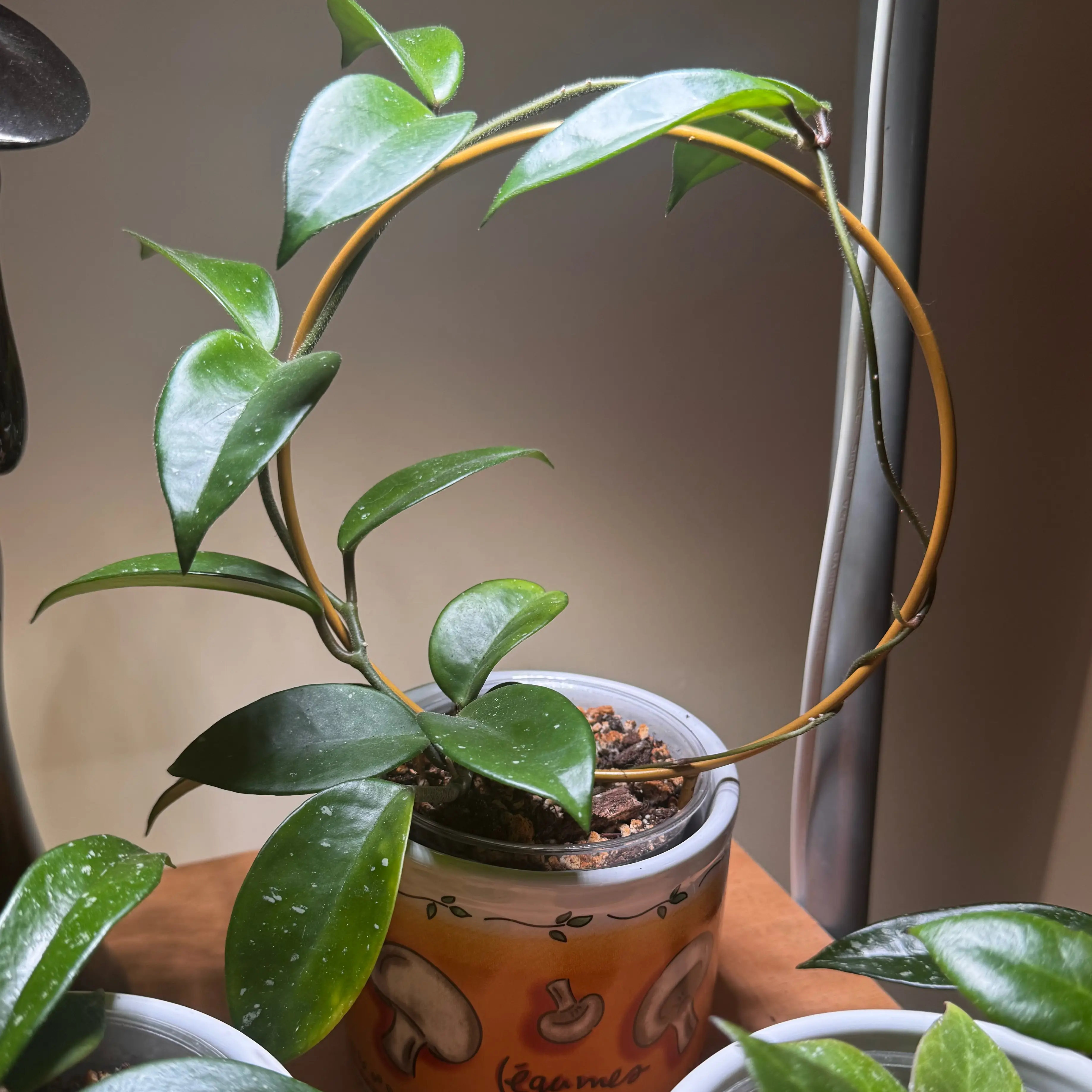 Photo of the plant species Hoya Jade by @Louisxvi named Diane on Greg, the plant care app