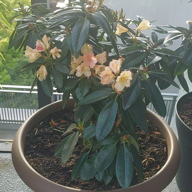Photo of the plant species Tree Rhododendron by @SustainedAlbo63 named Michelle Branch on Greg, the plant care app