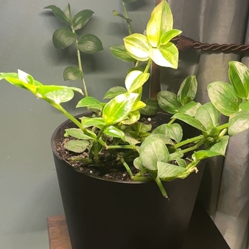 Photo of the plant species Tradescantia Zebra Yellow by @PureCowpea55 named Emerson on Greg, the plant care app