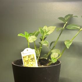 Photo of the plant species Tradescantia Zebra Yellow by @PureCowpea55 named Zebrina on Greg, the plant care app