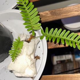 Photo of the plant species Rock Polypody by @ElatedHautree7 named Baesil on Greg, the plant care app