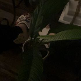 Photo of the plant species Foliage by @GiddyBlackpea71 named Bieber on Greg, the plant care app