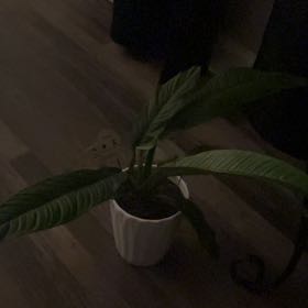 Photo of the plant species Foliage by @GiddyBlackpea71 named Wall-E on Greg, the plant care app