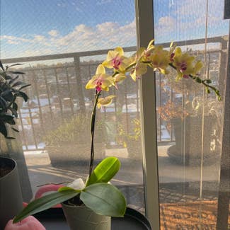 Phalaenopsis Orchid plant in Calgary, Alberta