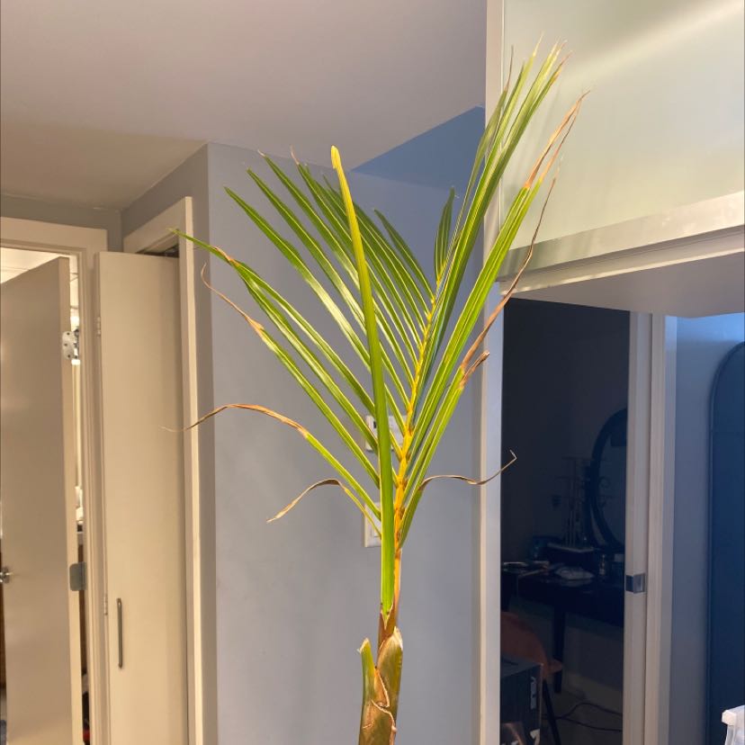 Photo of the plant species Palmiste Marron by Brittany named Spike Jones on Greg, the plant care app