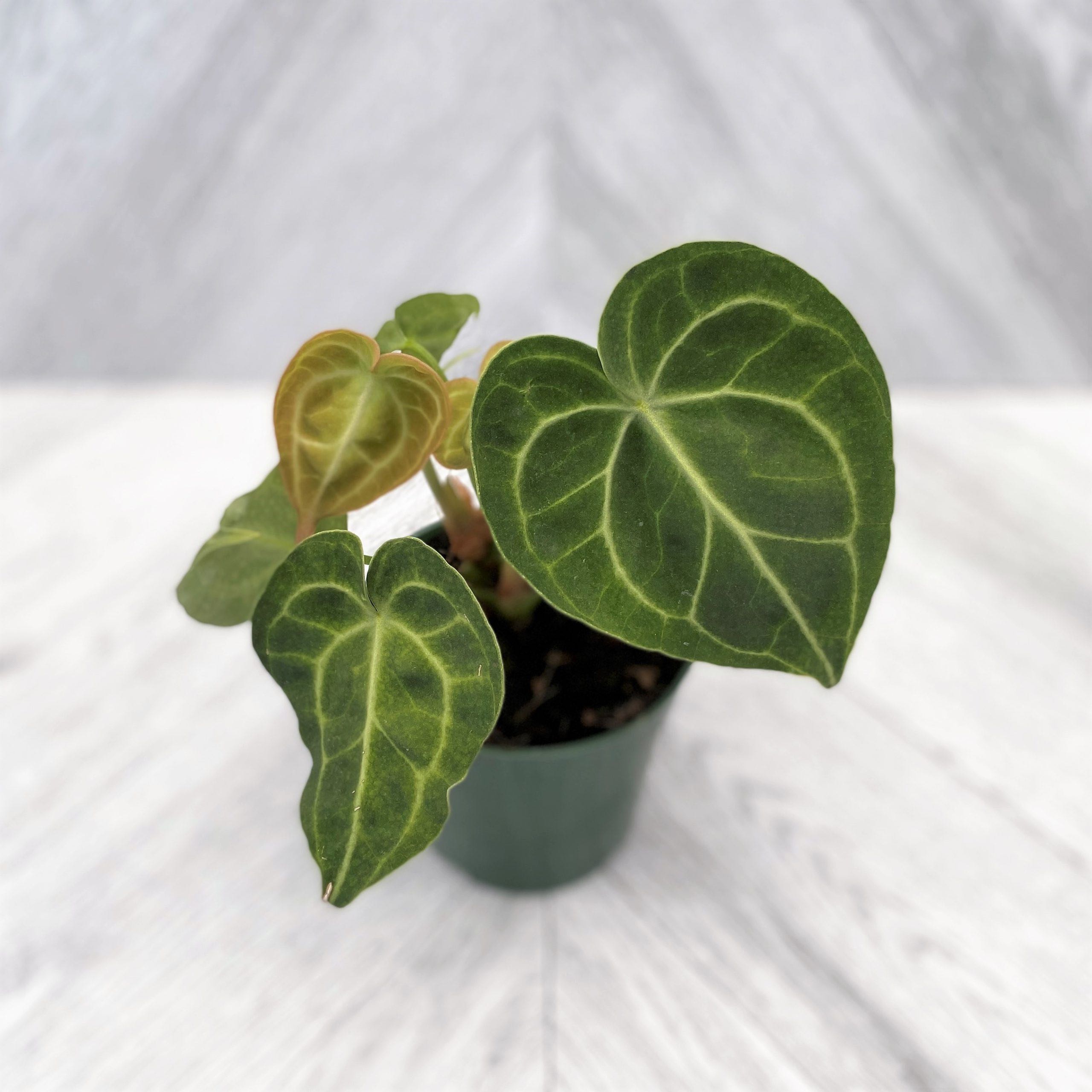 Velvet Cardboard Anthurium plant in a small pot with healthy green leaves.