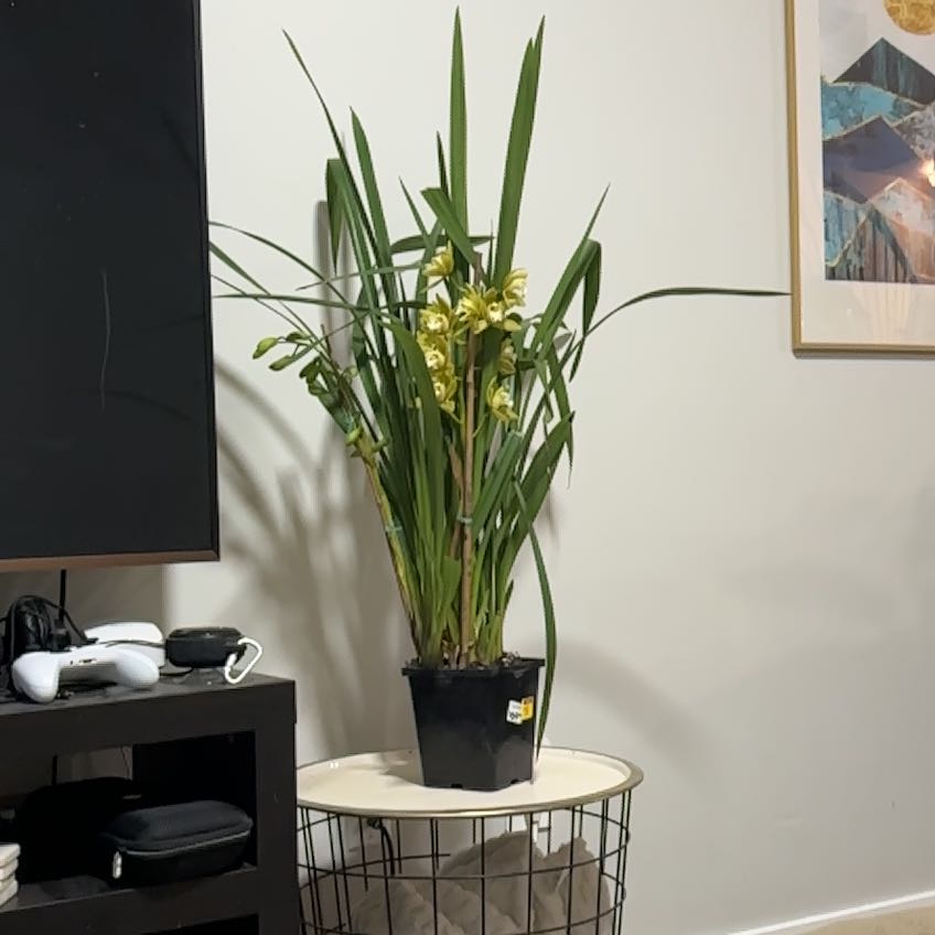 Photo of the plant species Yellow-Flowered Cymbidium by Brittany named Athena on Greg, the plant care app