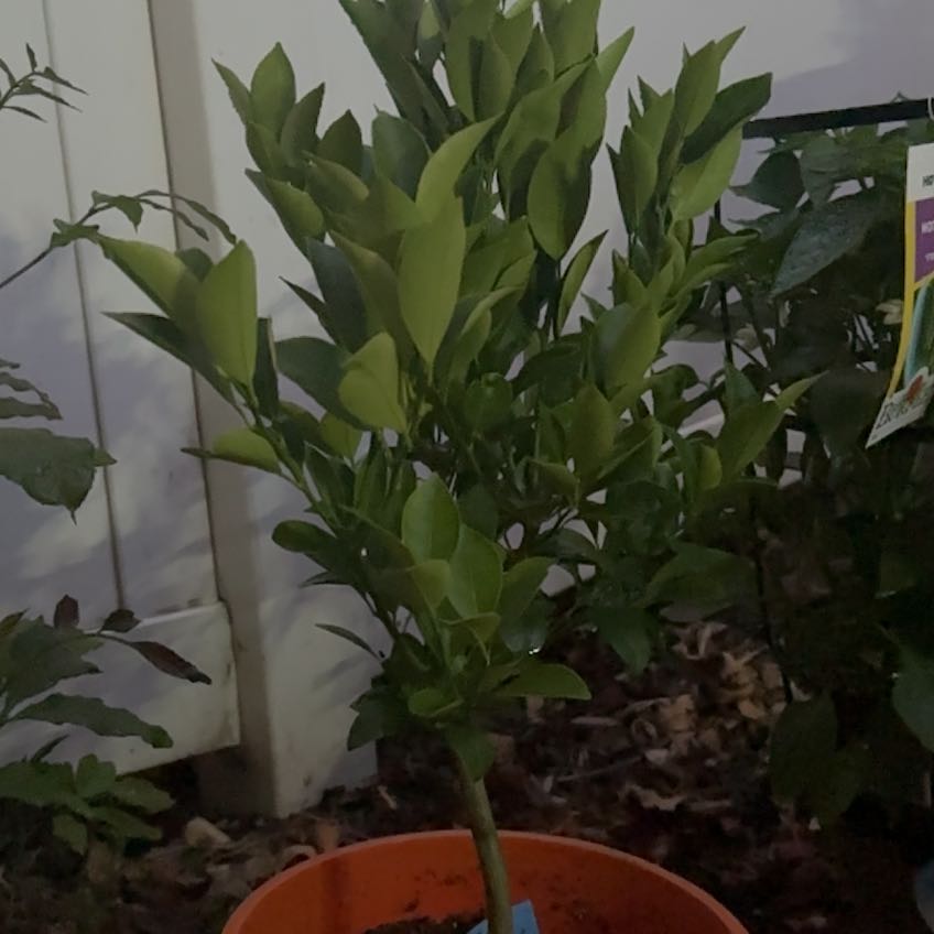 Photo of the plant species Calamondin by @YernCamellia45 named ChloroPhil on Greg, the plant care app