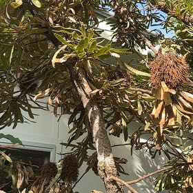 Photo of the plant species Narrowleaf Protea by @LushPignut68 named Leonardo on Greg, the plant care app