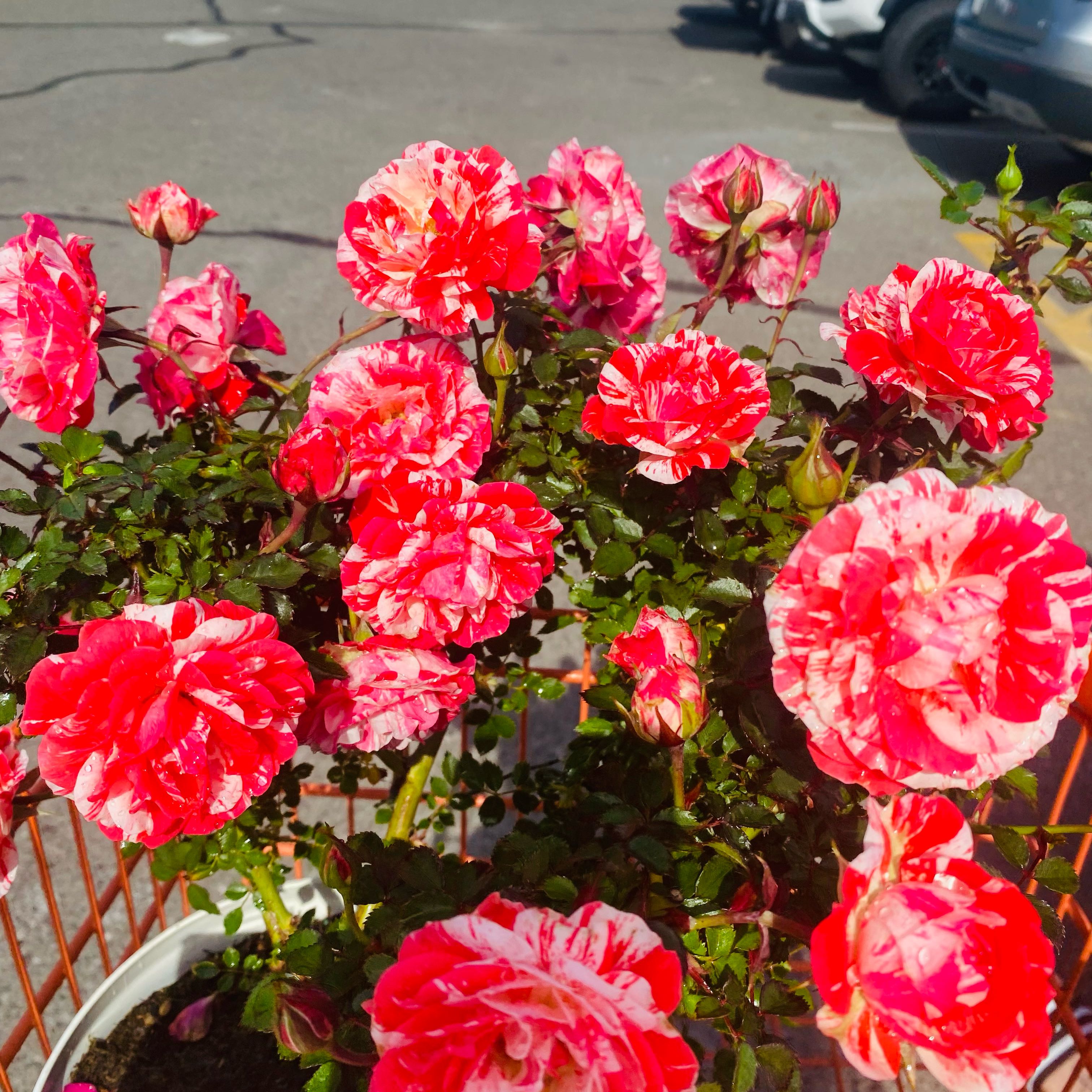 Photo of the plant species Rose by @CopiousRedsky60 named Kesha on Greg, the plant care app