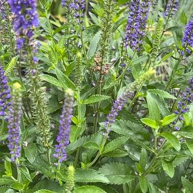 Photo of the plant species Garden Speedwell by @SuperHemlock34 named Huckleberry Fern on Greg, the plant care app