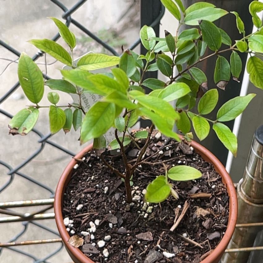 Photo of the plant species Jabuticabeira by @SaviorTerranium named Stella on Greg, the plant care app