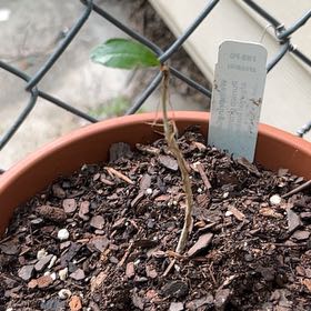 Photo of the plant species Pomegranate 'Afganski' by @SaviorTerranium named Huckleberry Fern on Greg, the plant care app