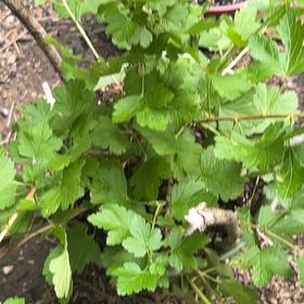 Photo of the plant species Pixwell Gooseberry by @SaviorTerranium named Lavender on Greg, the plant care app