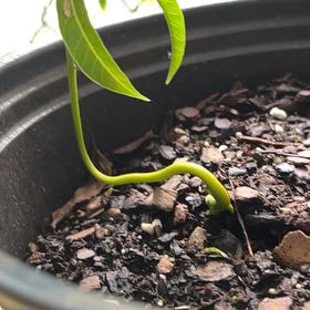 Photo of the plant species Ataúlfo mango by @SaviorTerranium named Zeus on Greg, the plant care app