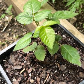 Photo of the plant species Kiowa Blackberry Bush by @SaviorTerranium named Eva on Greg, the plant care app