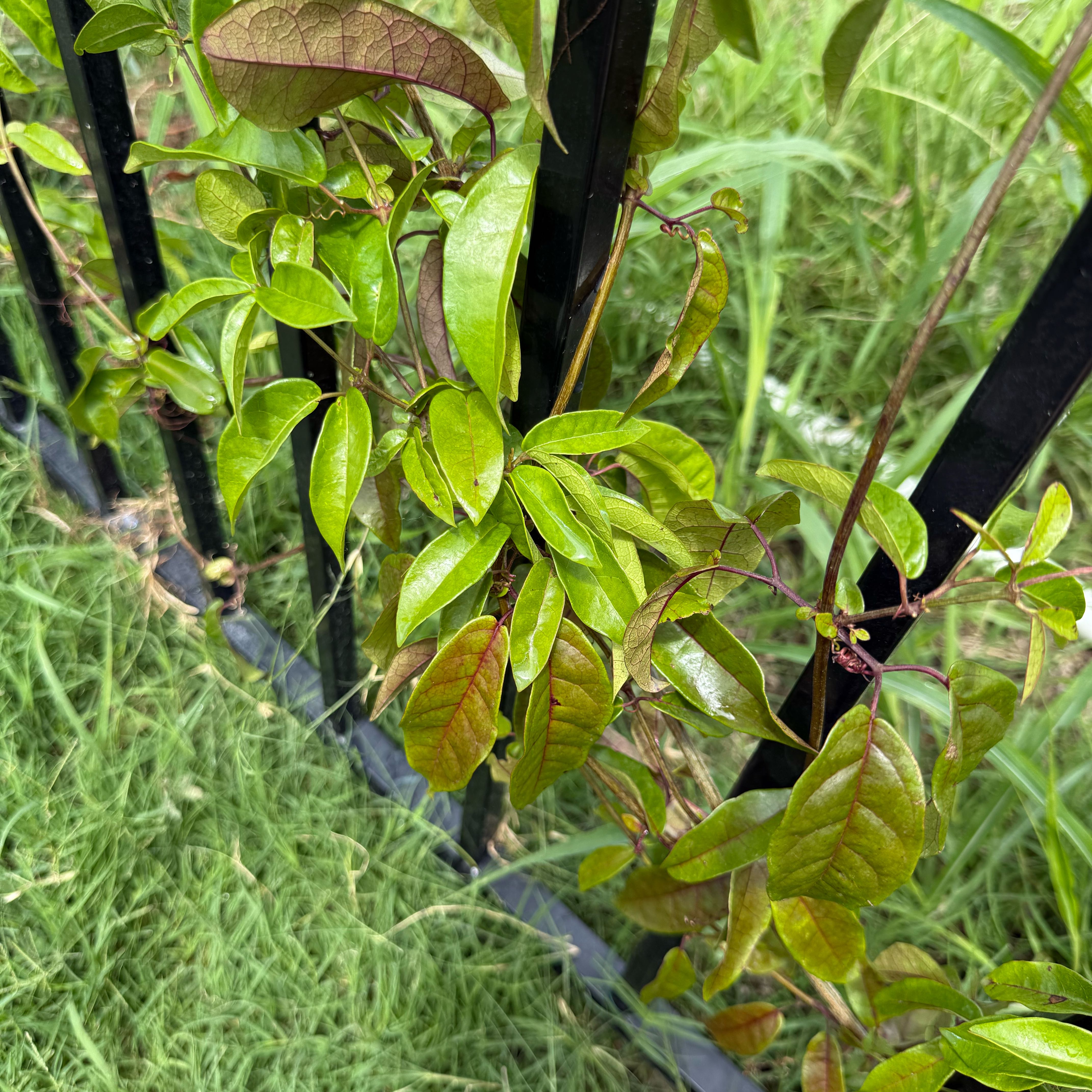 Photo of the plant species Crossvine 'Tangerine Beauty' by @UncommonAster named Bella on Greg, the plant care app