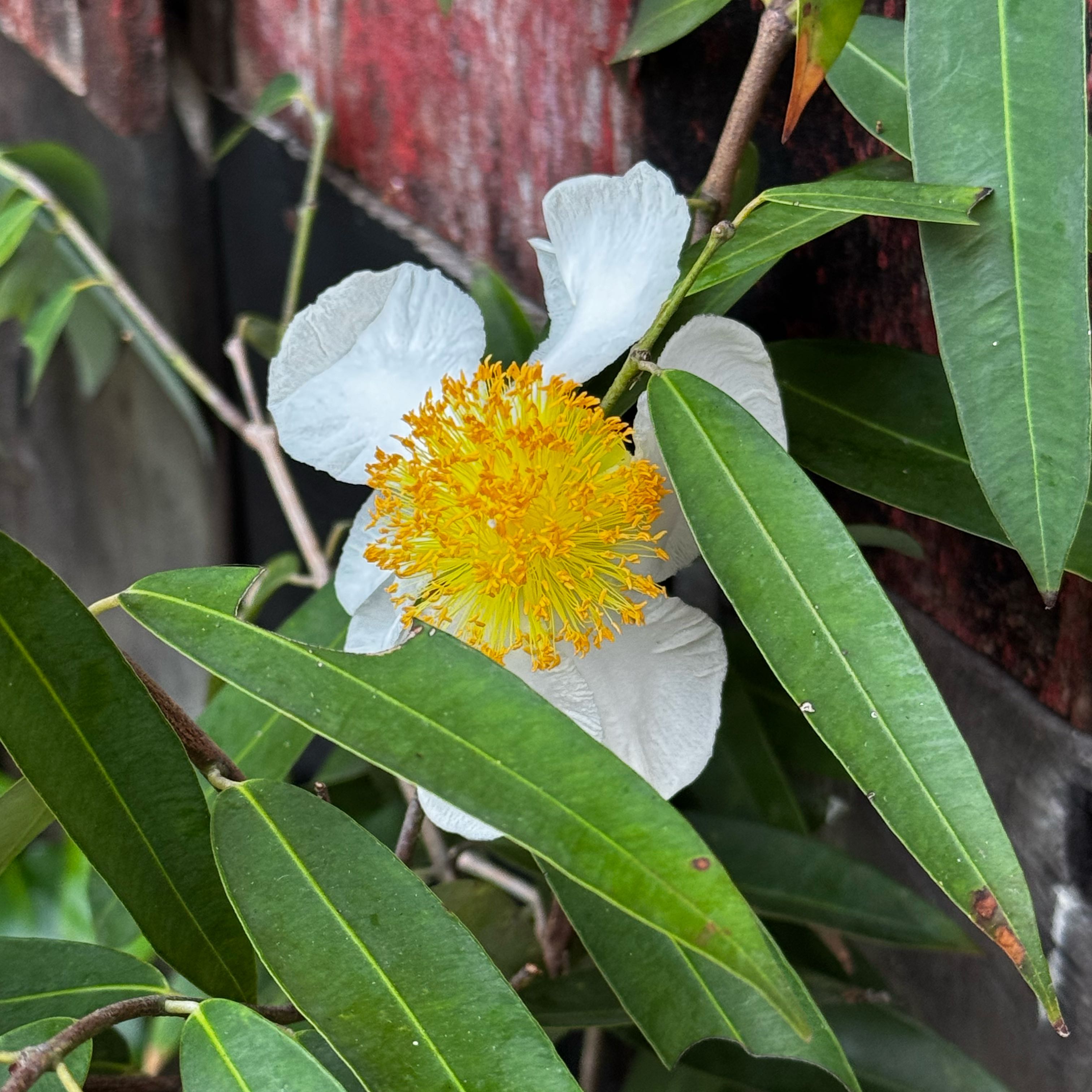 Photo of the plant species St. John's Wort by @PrimalGrass named Michelle Branch on Greg, the plant care app