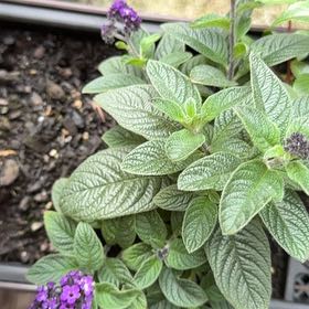 Photo of the plant species Heliotropium arborescens by @LoyallyBlusher named Winston on Greg, the plant care app