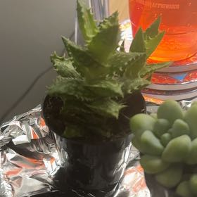 Photo of the plant species Yemen Aloe by @SaviorPeyote11 named LiloStitch on Greg, the plant care app