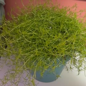 Photo of the plant species Scotch Moss by @Sam1smyl0v3 named Oscar on Greg, the plant care app