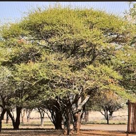 Photo of the plant species Broughton Willow Wattle by @TenderFlax54 named Hemingway on Greg, the plant care app