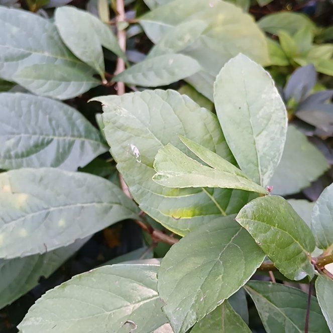 Photo of the plant species Spicebush by @FunGreenash92 named Terra on Greg, the plant care app