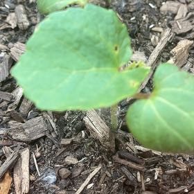 Photo of the plant species Green Okra by @IdolCat47 named McKinley on Greg, the plant care app