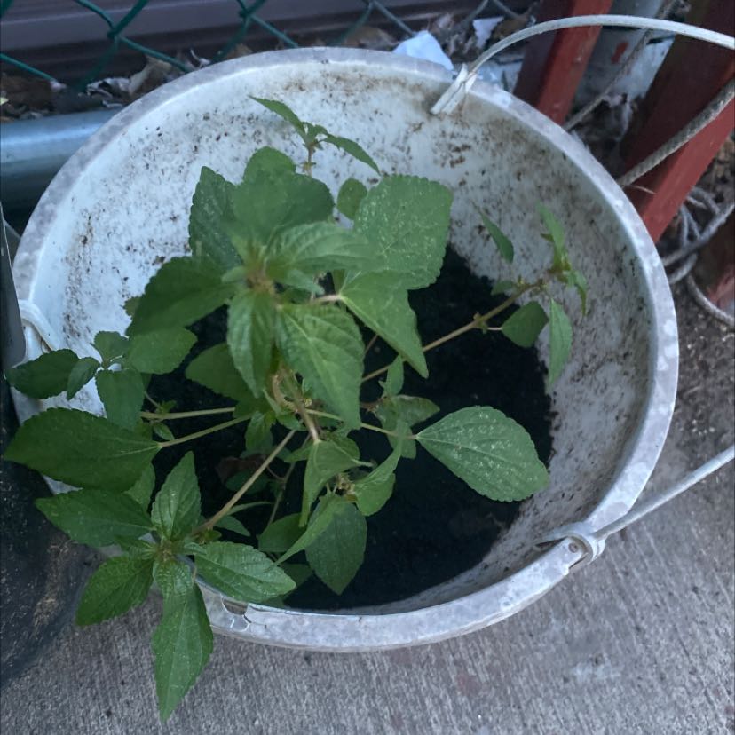 Photo of the plant species Acalypha Rhomboidea by Luis named Greg on Greg, the plant care app