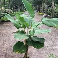 Photo of the plant species Cigar Plant by @MightyCowbane28 named Cigar on Greg, the plant care app