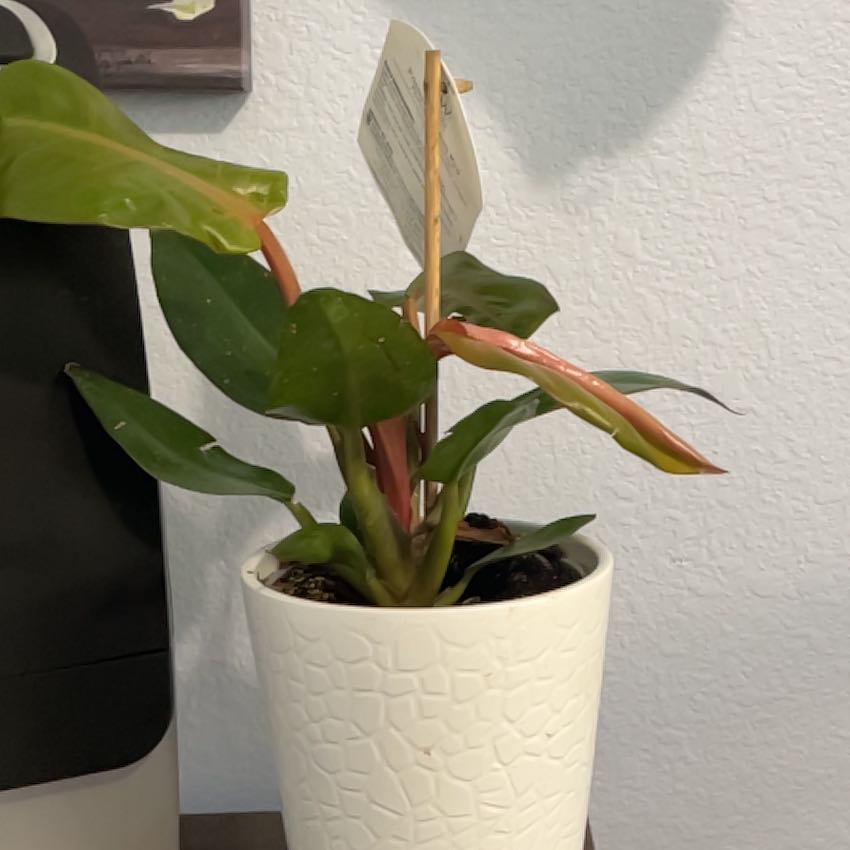Photo of the plant species Philodendron 'Prismacolor™ Sun Red' by Cheri named Stella on Greg, the plant care app