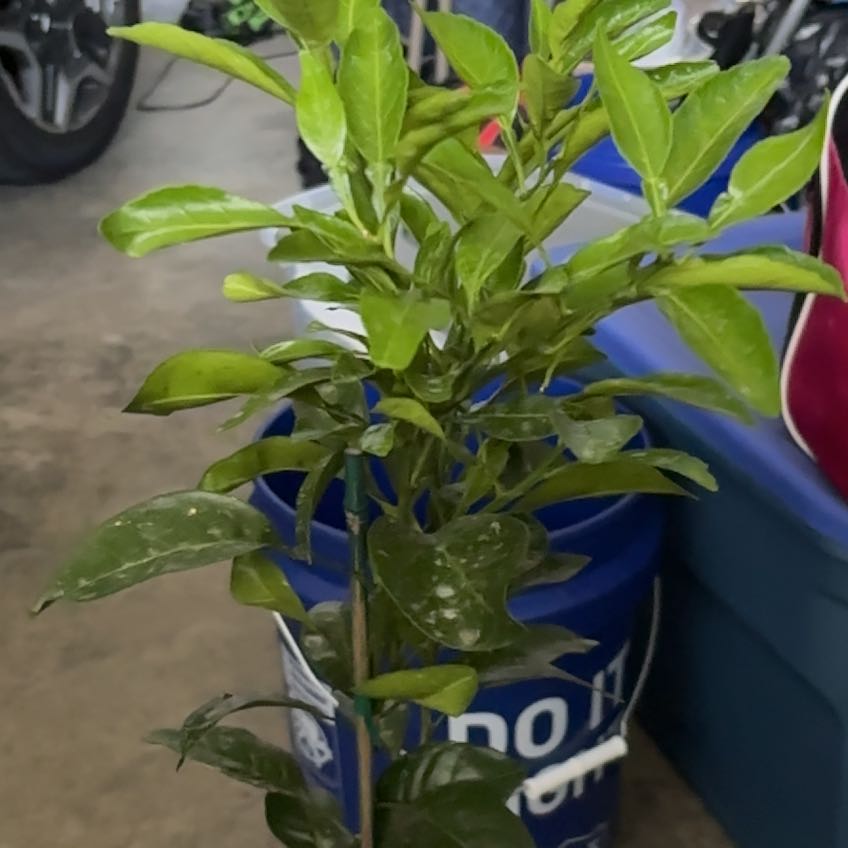 Photo of the plant species Satsuma Mandarin by @BestCyclamen37 named R2D2 on Greg, the plant care app