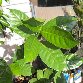 Photo of the plant species Tahitian Gardenia by @FinestApple91 named Maui on Greg, the plant care app