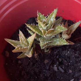 Photo of the plant species Aloe squarrosa by @CozyRedpine35 named Hamilton on Greg, the plant care app