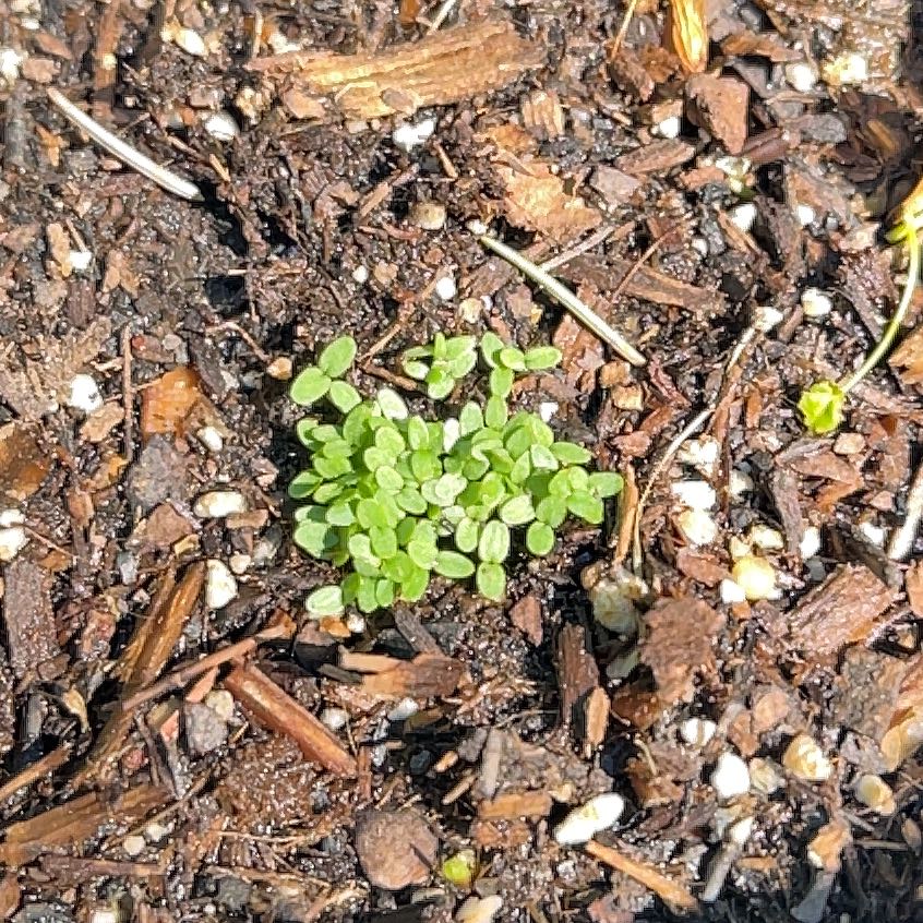 Photo of the plant species Jumpup by @IdolTanekaha19 named Rosa on Greg, the plant care app